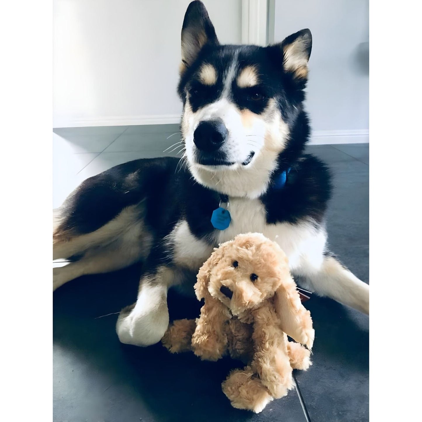 Apresentamos Cão de peluche 25 cm com o SKU 520415924 recomendado para + 6 meses