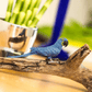 Apresentamos Figura de borracha - Arara Azul com o SKU 436422923 recomendado para + 3 anos