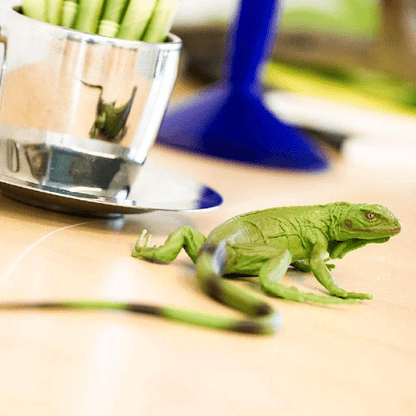 Figura de borracha Iguana bebé junto a um copo numa mesa