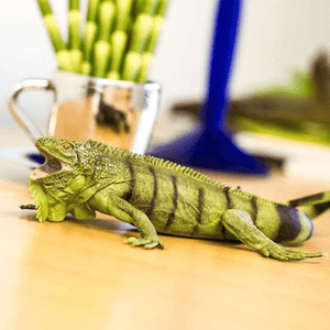Apresentamos Figura de borracha - Iguana Verde com o SKU 436772923 recomendado para + 3 anos