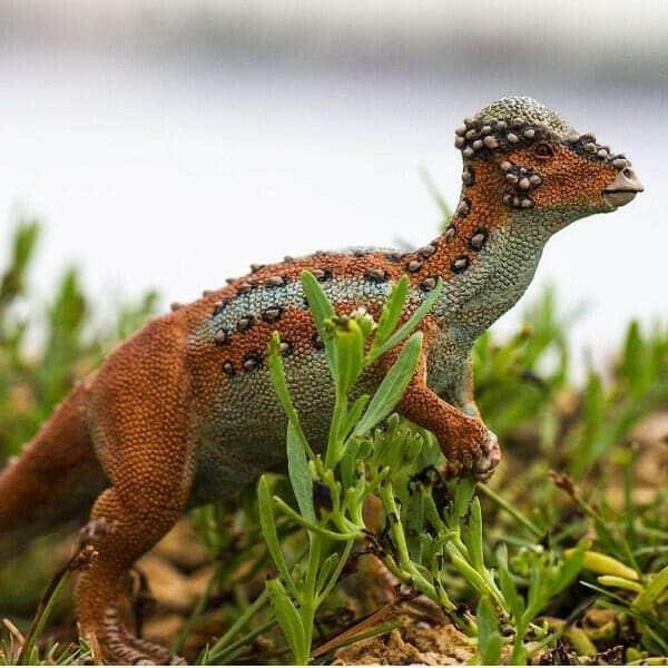 Apresentamos Figura de borracha - Pachycephalosaurus com o SKU 430035021 recomendado para + 3 anos